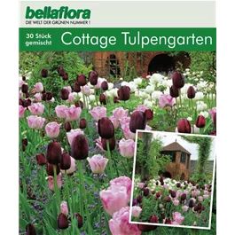 Cottage Garden Tulpen Collection