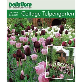 Cottage Garden Tulpen Collection