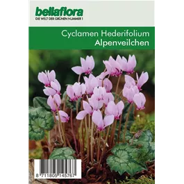 Cyclamen hederifolium XXL lose