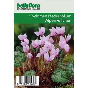 Cyclamen hederifolium XXL lose