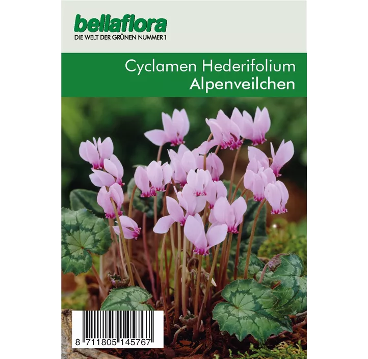 Cyclamen hederifolium XXL lose