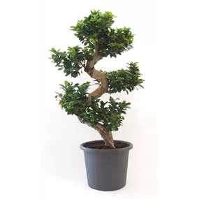 Ginseng Bonsai im Cylindro Topf mit Unterteller