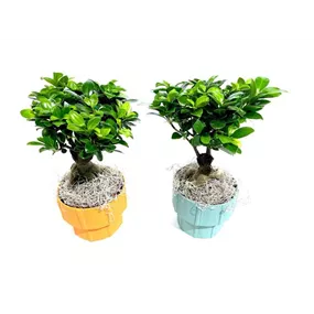 Ginseng Bonsai im Recycling Papier Topf