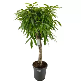 Ficus Amstel King