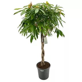 Ficus Amstel King geflochten