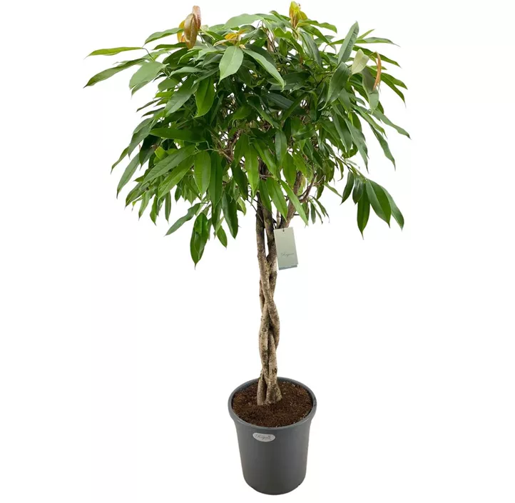 Schmalblättriger Gummibaum 'Amstel King'