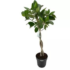 Ficus benghalensis Audrey Flachgeflecht