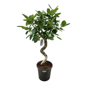 Ficus benghalensis Audrey Spirale