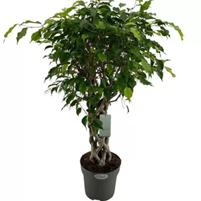 Ficus benjamina exotica Köcher