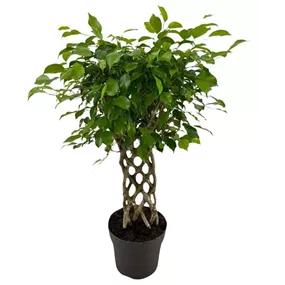 Ficus benjamina exotica Matte