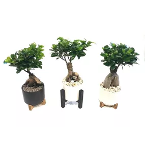 Ficus Ginseng auf Holzgestell