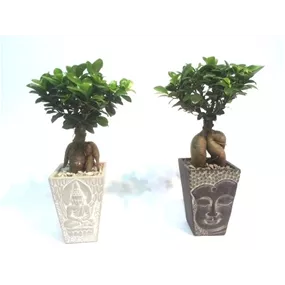 Ficus Ginseng Bonsai in Betongefäß Asia