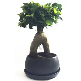 Ficus Ginseng runde Schale