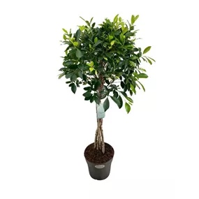 Ficus Nitida geflochtener Stamm