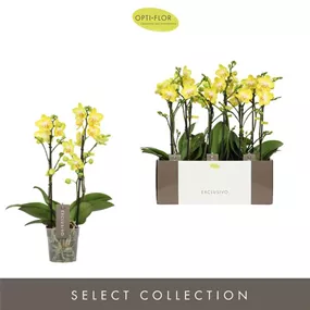 Phalaenopsis hybride Arezzo