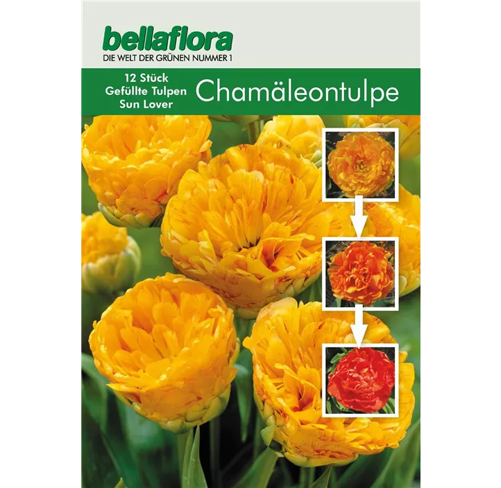 Tulipa Gefüllt Sunlover Chamäleontulpe