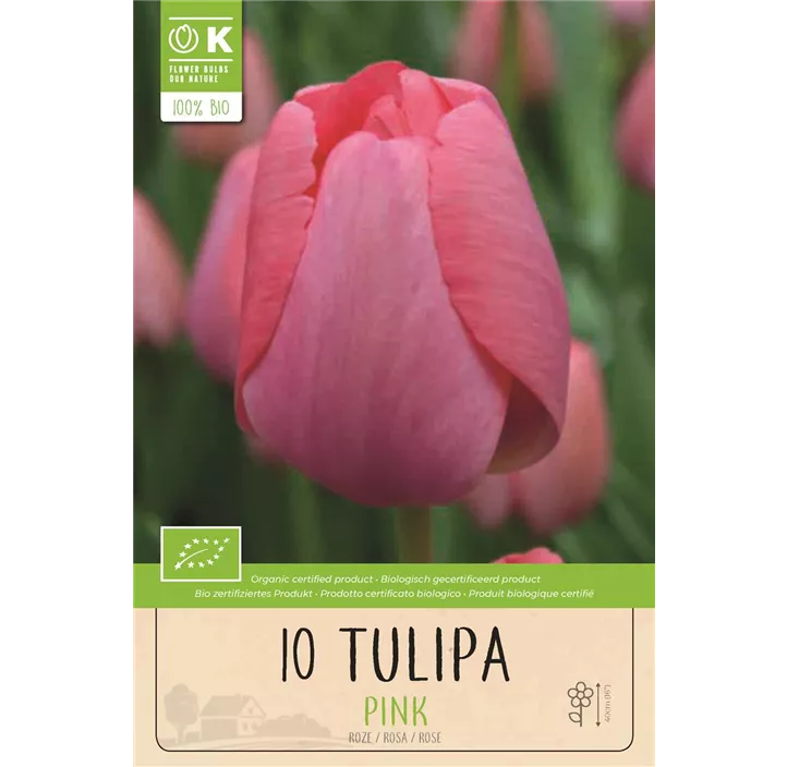 Tulipa gefüllt früh Pink BIO