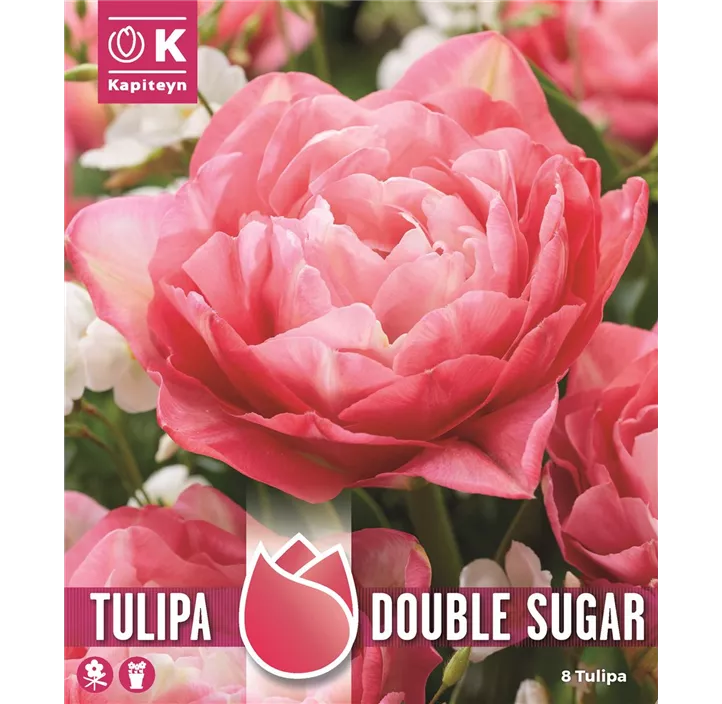 Tulipa Gefüllt Spät Double Sugar