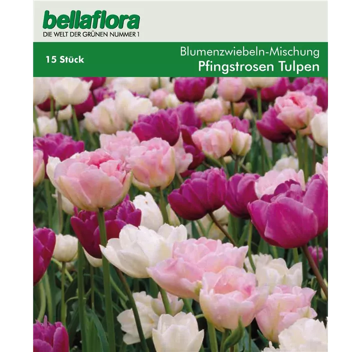 Tulipa hybride Kombi rosa,violett,weiß