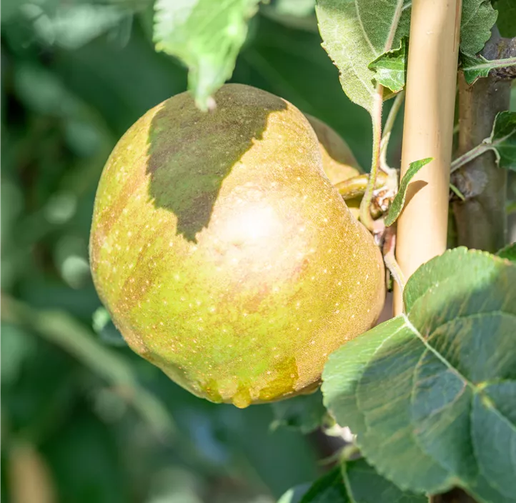 Apfel 'Gravensteiner'