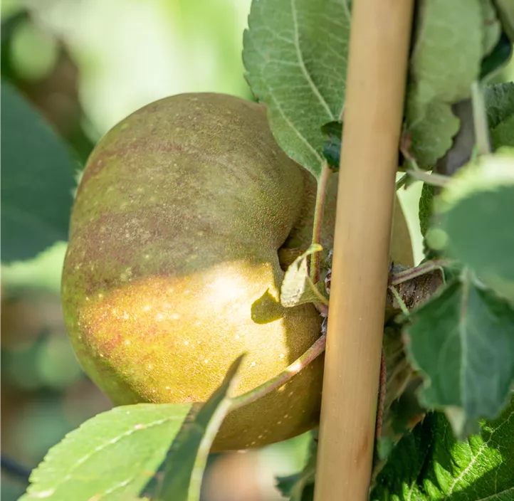 Apfel 'Gravensteiner'