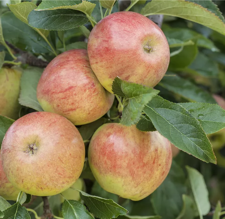 Apfel 'James Grieve'