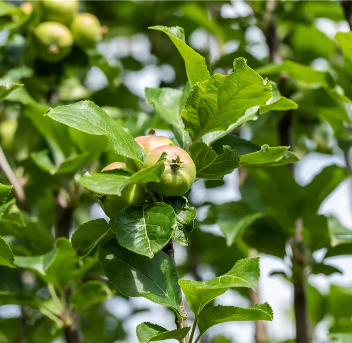 Apfel 'James Grieve'