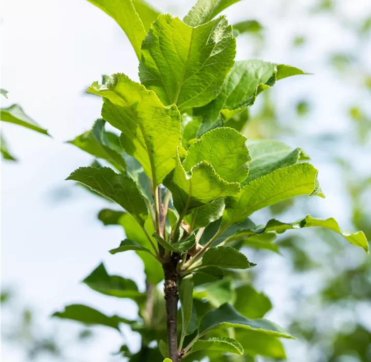 Apfel 'James Grieve'