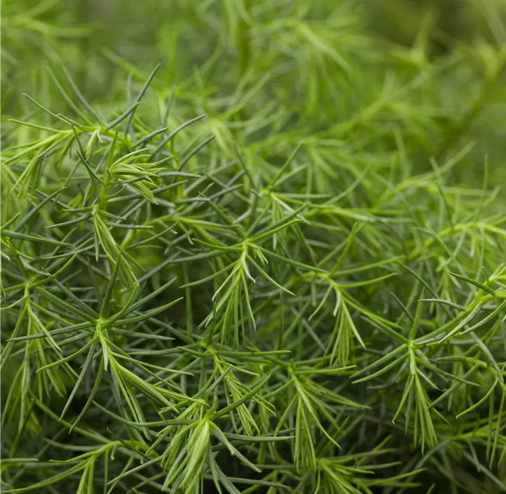 Japanische Sicheltanne 'Elegans'