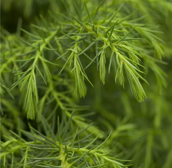 Hahnenkamm-Sicheltanne 'Elegans Viridis'