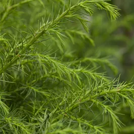 Cryptomeria japonica 'Elegans Viridis'