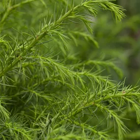 Cryptomeria japonica 'Elegans Viridis'