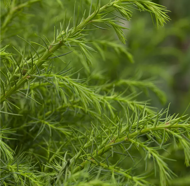 Hahnenkamm-Sicheltanne 'Elegans Viridis'