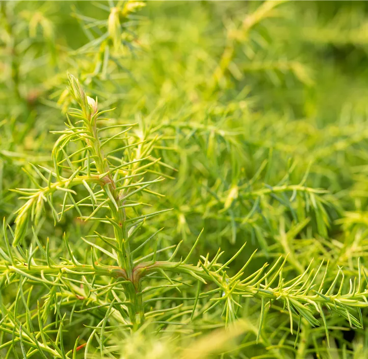 Japanische Sicheltanne 'Elegans'