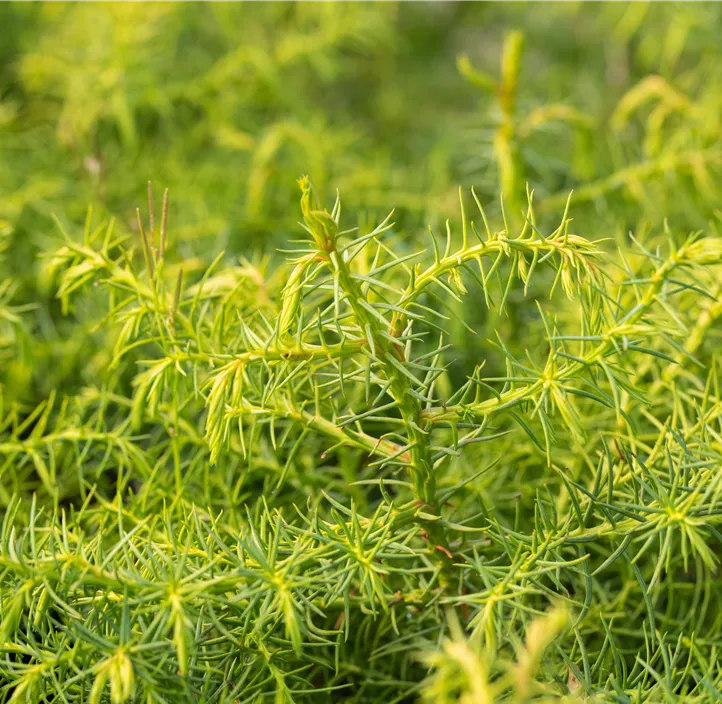 Hahnenkamm-Sicheltanne 'Elegans Viridis'