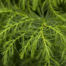 Cryptomeria japonica elegans Kegel