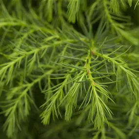 Cryptomeria japonica elegans Kegel