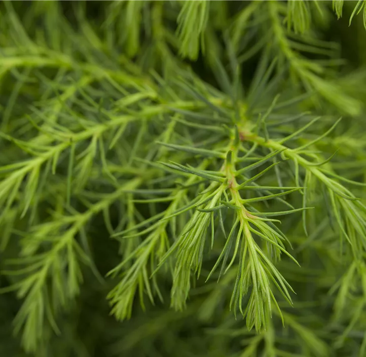 Japanische Sicheltanne 'Elegans'