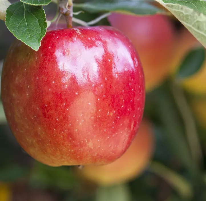 Apfel 'Braeburn'