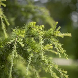 Cedrus deodara robusta