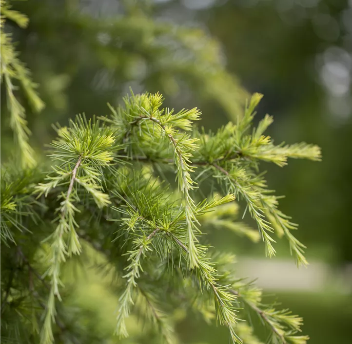 Himalaya-Zeder 'Robusta'