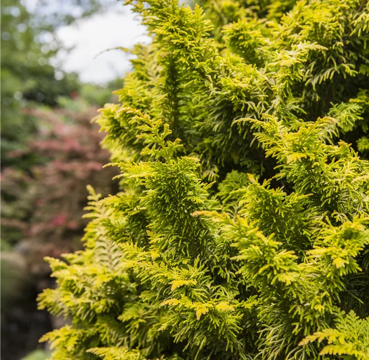 Zwerg-Hinoki-Scheinzypr.'Tetragona Aurea' Bonsai