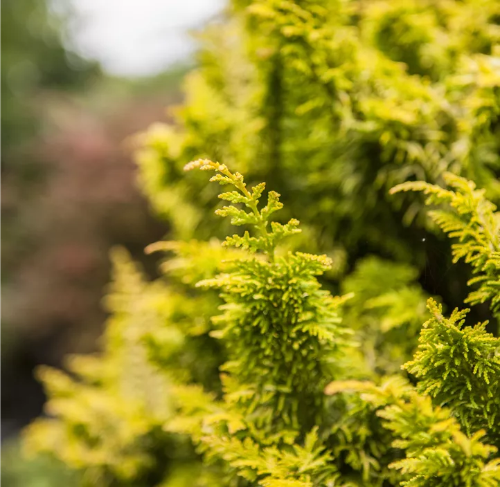 Zwerg-Hinoki-Scheinzypr.'Tetragona Aurea' Bonsai