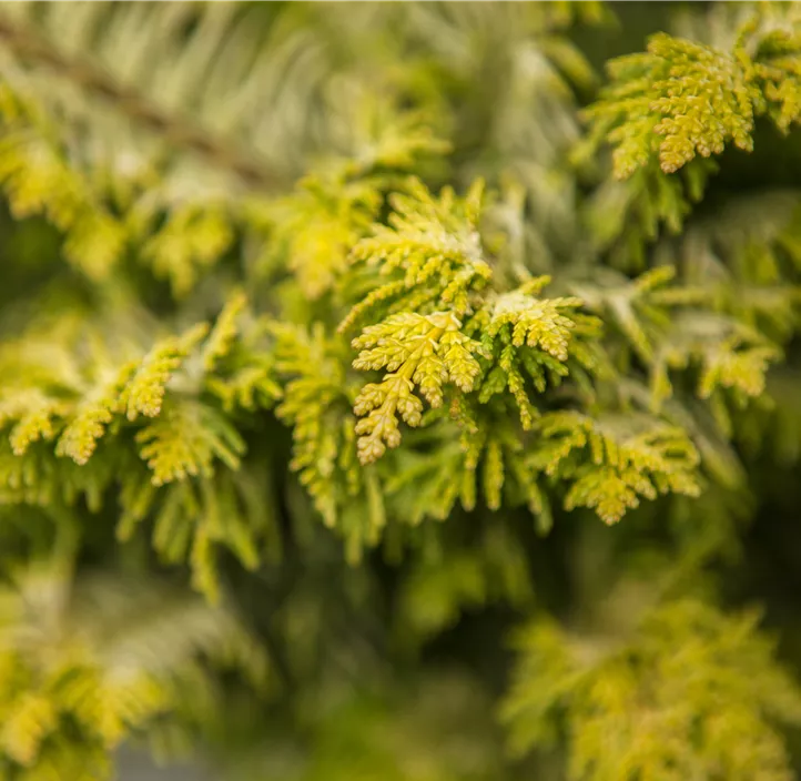 Zwerg-Hinoki-Scheinzypr.'Tetragona Aurea' Bonsai