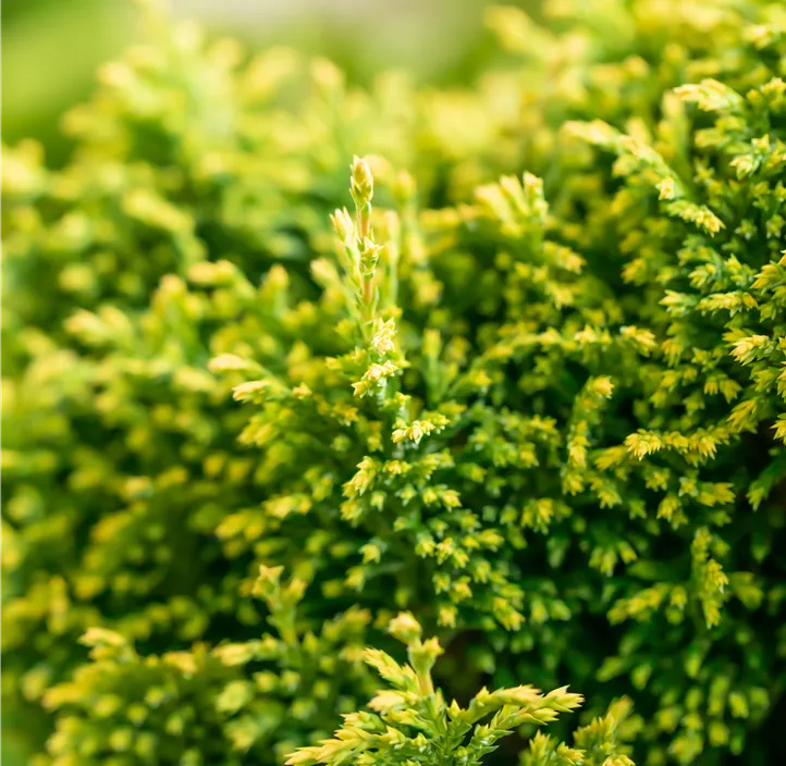 Gelbe Mooszypresse 'Plumosa Aurea'