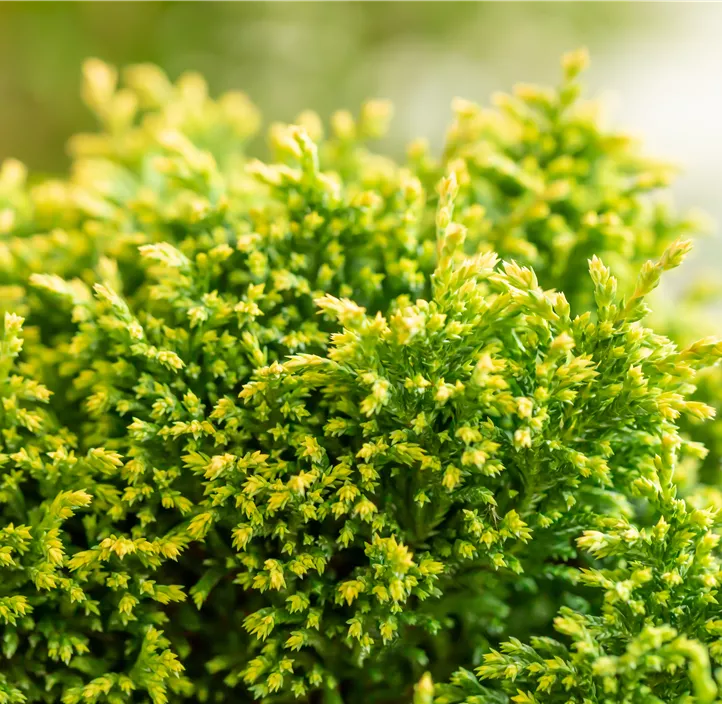 Gelbe Mooszypresse 'Plumosa Aurea'