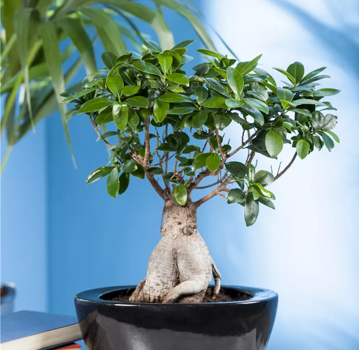 Chinesische Feige Bonsai