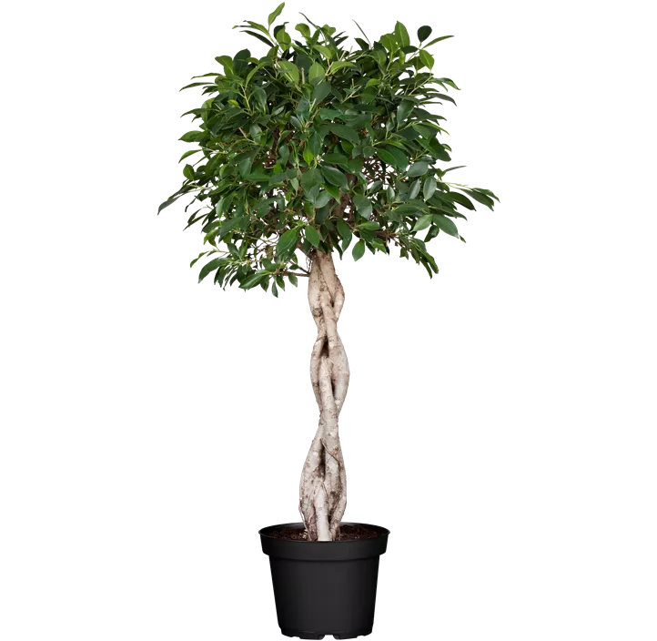 Chinesische Feige Bonsai