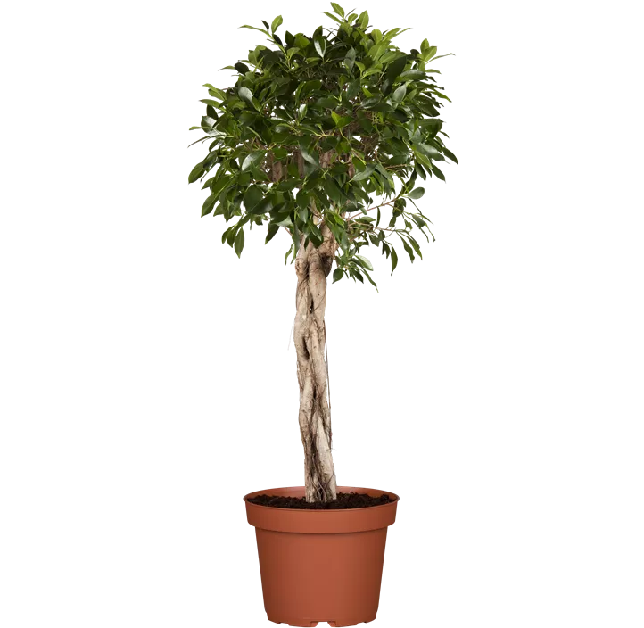 Chinesische Feige Bonsai