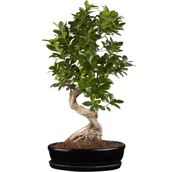 Chinesische Feige Bonsai